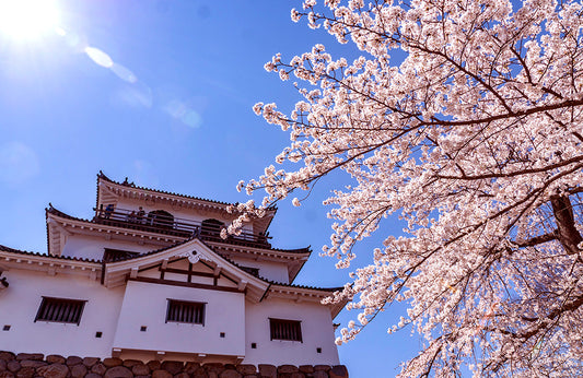 Sendai | Cherry Blossom Season Limited Private Chartered Day Tour | Customizable Itinerary