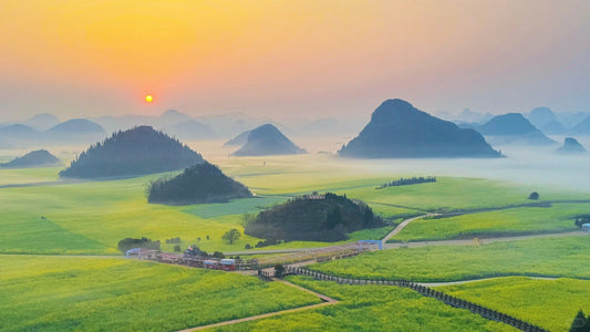 Chartered tour of Kunming, Yunnan + Luoping Canola Flower Sea one - day chartered tour