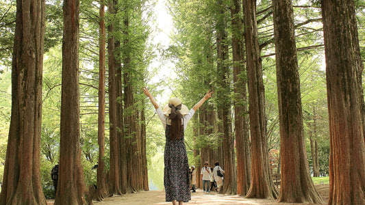 Gyeonggi - do Private Car Charter