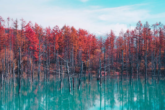 Hokkaido: Customizable Private Car Charter Day Tour | Departs from Sapporo