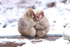 Private Charter Service to Snow Monkey Park