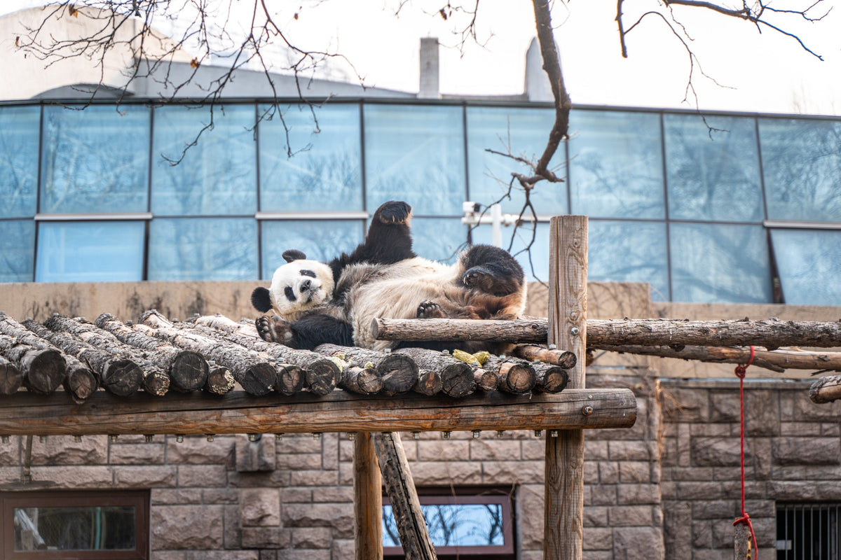 Beijing Zoo & Capital Museum Private Car Tour