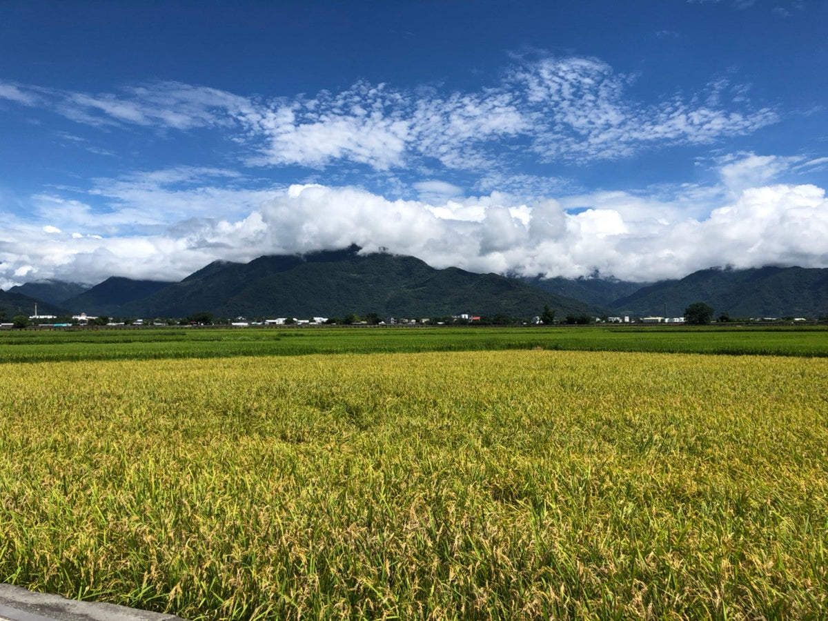 Taitung Private Car Tour: Mr. Brown Avenue - Sanxiantai - Duoliang Train Station (From Taitung)