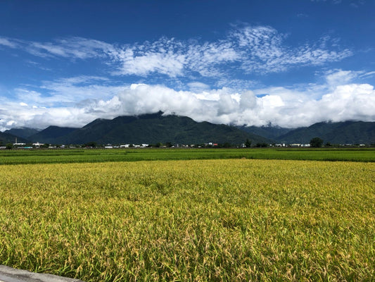 Taitung Private Car Tour: Mr. Brown Avenue - Sanxiantai - Duoliang Train Station (From Taitung)