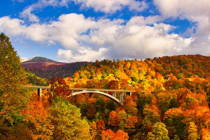 Aomori | Oirase Stream & Shirakami Mountains Private Chartered Day Tour | Customizable Itinerary