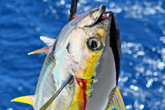 Private Charter Boat Fishing & Trolling Experience in Okinawa