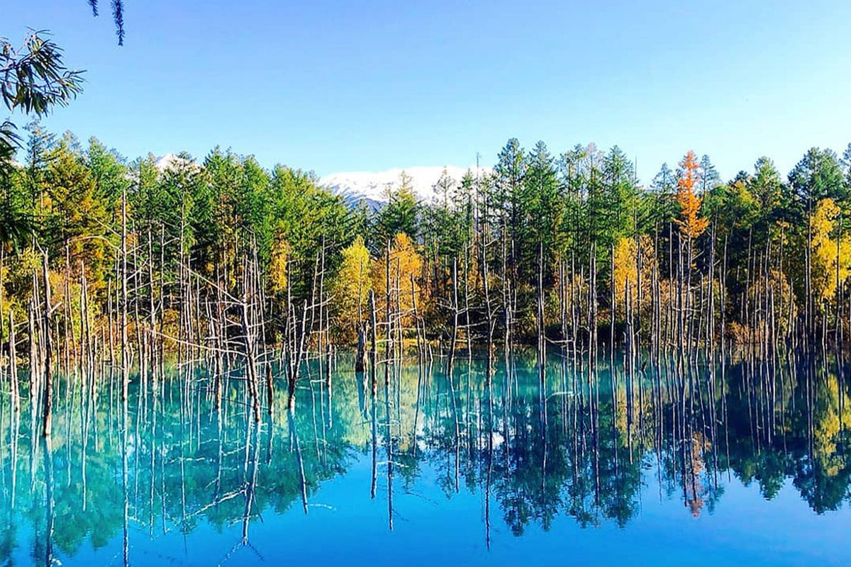 Furano & Biei Chartered One Day Tour: Explore Hokkaido's Beauty