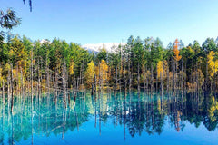 Furano & Biei Chartered One Day Tour: Explore Hokkaido's Beauty