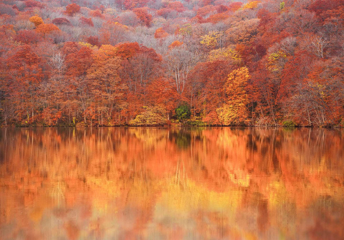 Aomori | Oirase Stream & Shirakami Mountains Private Chartered Day Tour | Customizable Itinerary