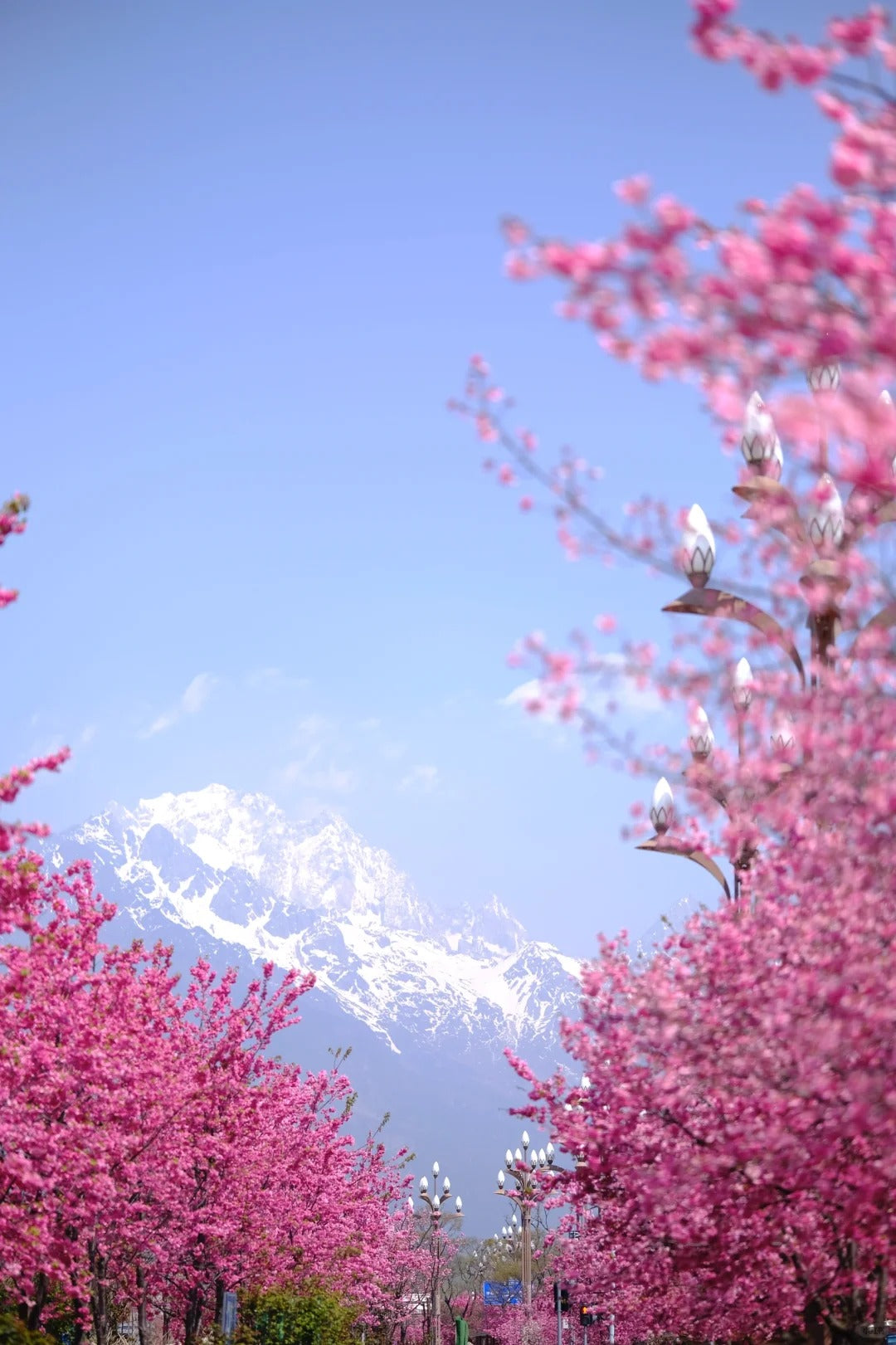 One - day private car tour of Jade Dragon Snow Mountain and Baisha Ancient Town in Lijiang, Yunnan