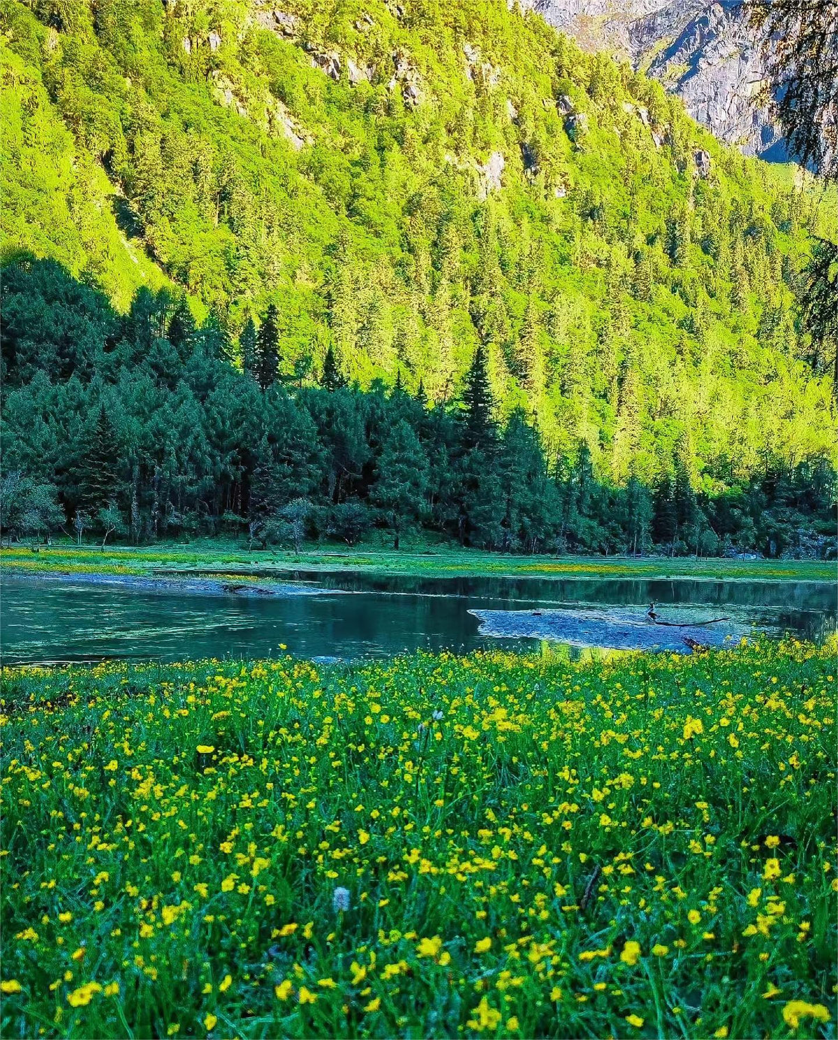 Private Car Tour: Chengdu Siguniang Mountain - Wolong Shenshuping - Tagong Grassland Xinduqiao - Mugecuo Multi - Day Private Car Tour