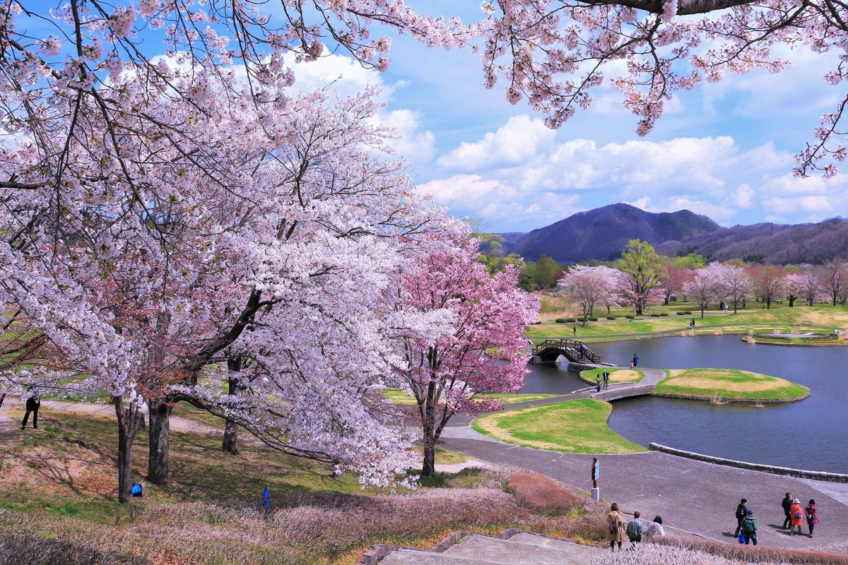 Sendai | Cherry Blossom Season Limited Private Chartered Day Tour | Customizable Itinerary