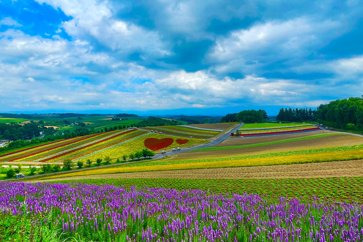 Furano & Biei Chartered One Day Tour: Explore Hokkaido's Beauty
