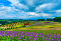 Furano & Biei Chartered One Day Tour: Explore Hokkaido's Beauty