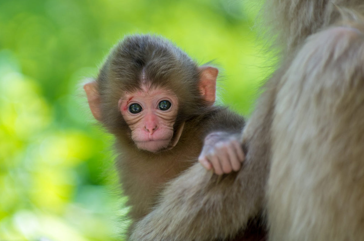 Private Charter Service to Snow Monkey Park