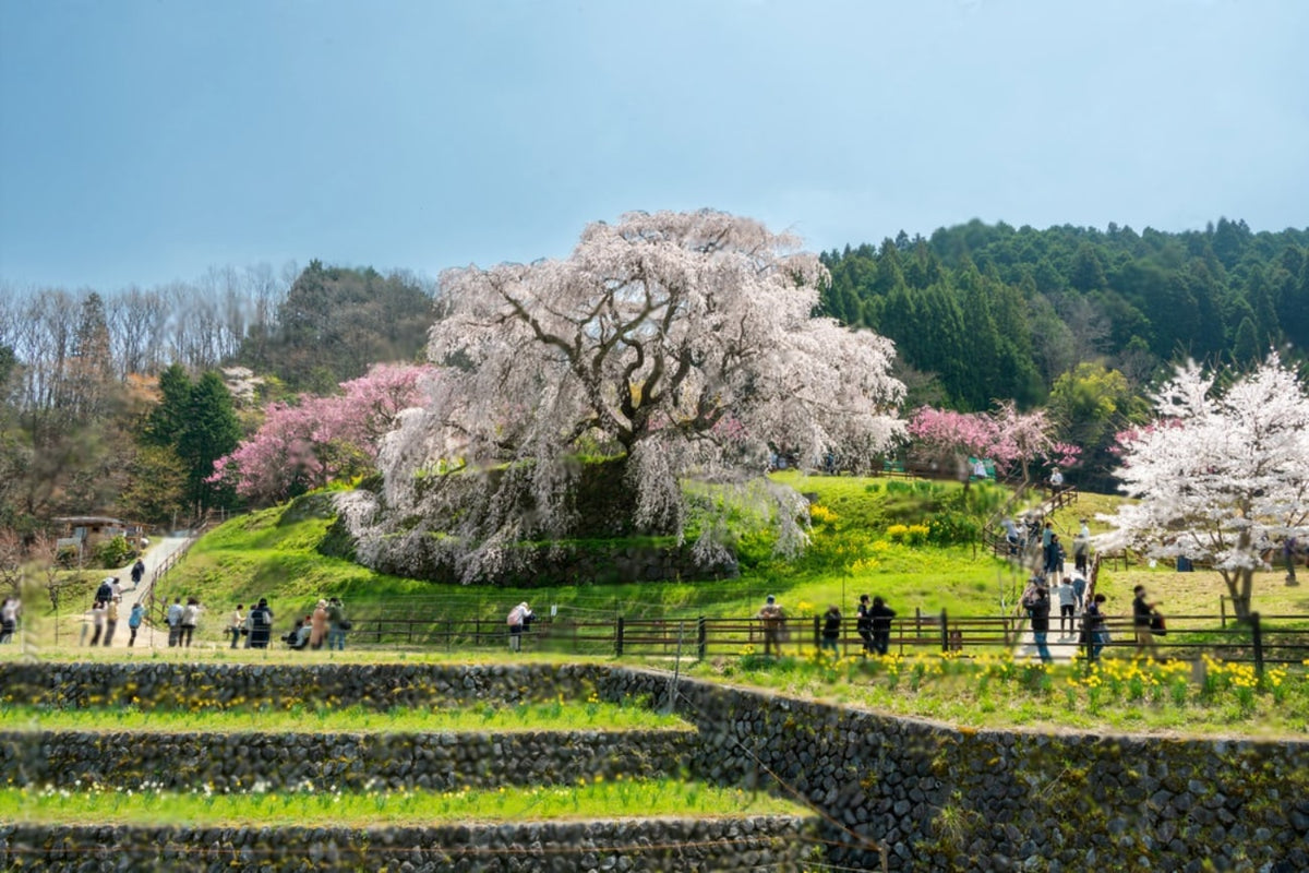 Nara Charter Car Customizable 1 - Day Trip (from Kyoto)