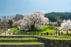 Nara Charter Car Customizable 1 - Day Trip (from Kyoto)