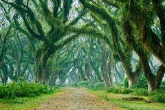 Banyuwangi Private Car Charter