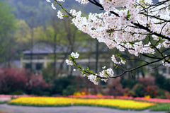 Customized Chartered Car Service in Hangzhou