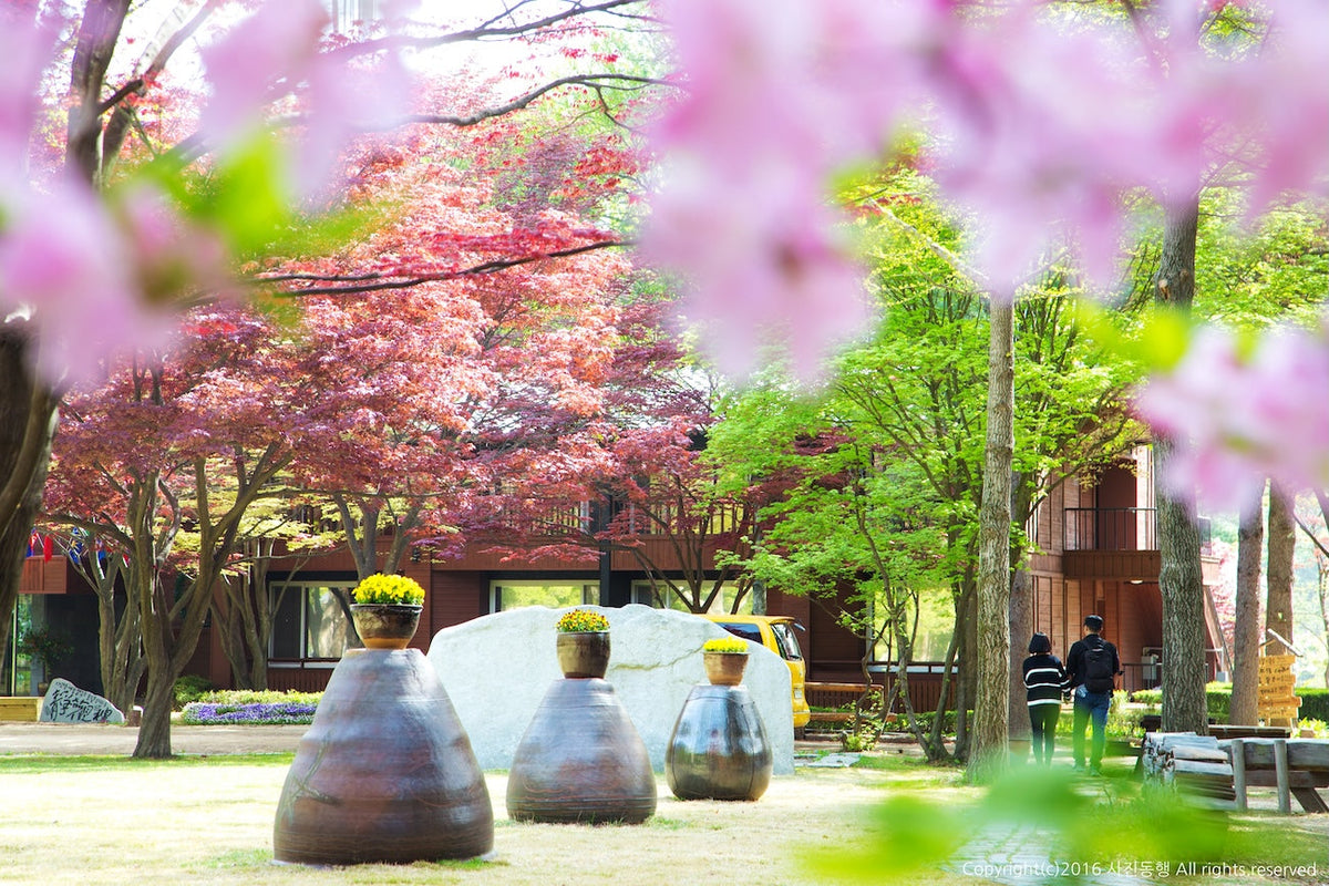 9-Hour Private Car Charter to Nami Island Suburb - Alpaca World from Seoul
