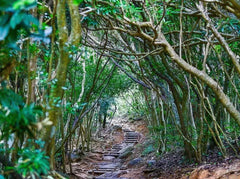 Kyushu Fukuoka Itoshima customized itinerary chartered car day trip - multi - day trip: Shiraito Falls, Sakurai Futamiura Couple Rocks, Sakurai Shrine, Dazaifu Tenmangu Shrine, Nanzoin Temple