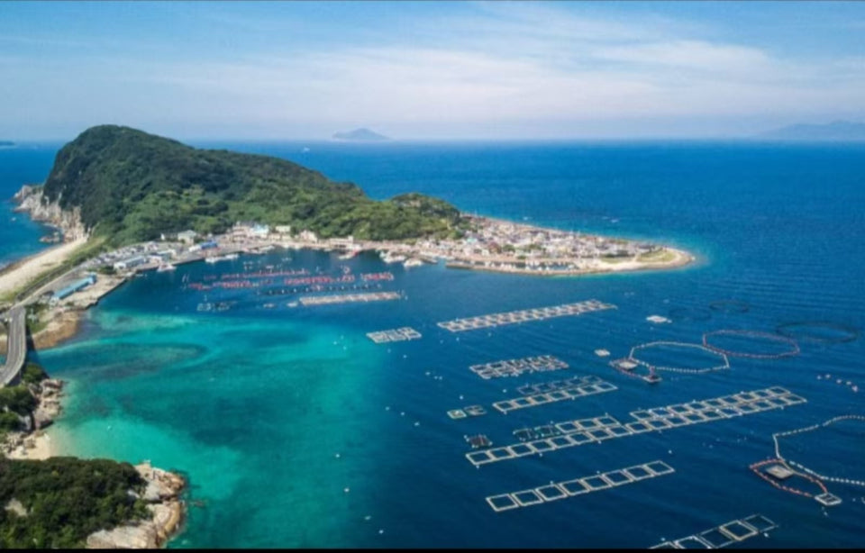 [Kochi Chartered Car] Katsurahama + Makino Botanical Garden + Chikurin - ji Temple + Godaisan Observatory - Day Trip Chartered Car (Customized - Free Arrangement of Itinerary)