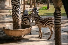 Shenzhen Safari Park & Window of the World & OCT OH BAY Private Car Day Tour