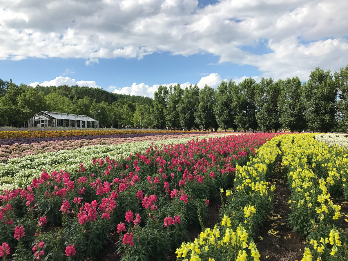 Sapporo Car Rental With Driver to Niseko - Toyako - Furano - Hakodate - Otaru