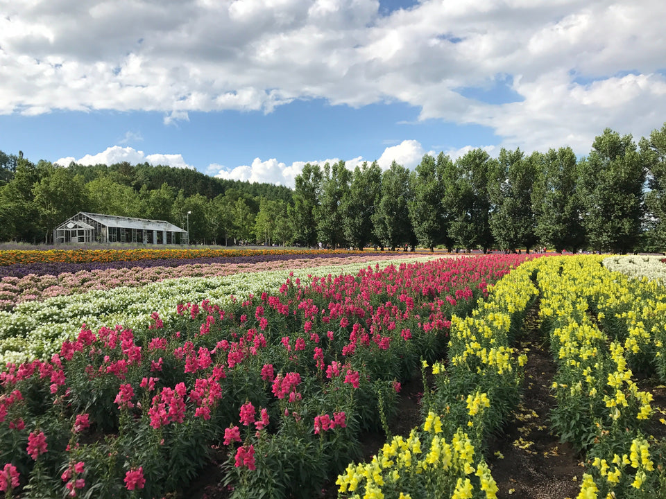 Sapporo Car Rental With Driver to Niseko - Toyako - Furano - Hakodate - Otaru