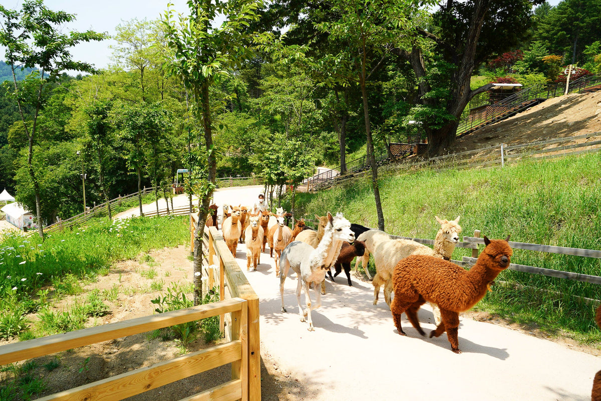 Gangwon - do and Gyeonggi - do Private Car Charter