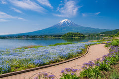 Mount Fuji Private Chartered Day Trip (From Tokyo)