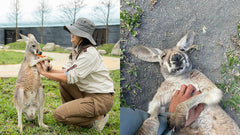 Taipei Departure: Yilan Car Rental with Driver to Zhang Mei Ama's Farm - Qingshui Geothermal park - Jiaox