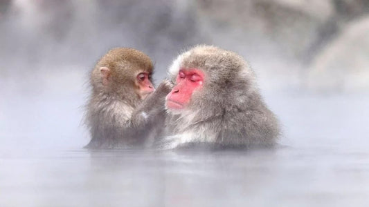 Private Charter Service to Snow Monkey Park