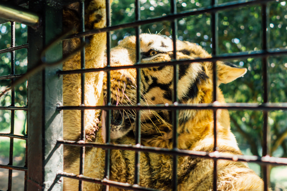 Shenzhen Safari Park & Window of the World & OCT OH BAY Private Car Day Tour