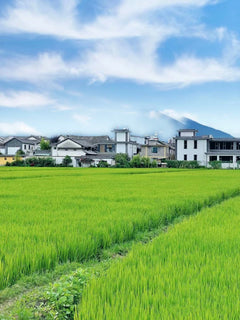 Private Car Charter Tour: One - Day Tour of Erhai Lake, Dali, Yunnan