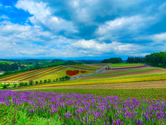 Furano & Biei Chartered One Day Tour: Explore Hokkaido's Beauty