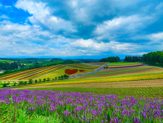 Furano & Biei Chartered One Day Tour: Explore Hokkaido's Beauty
