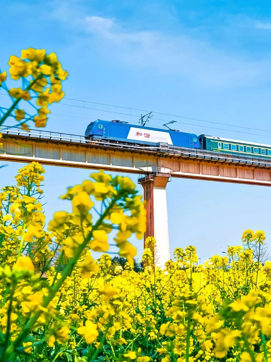 Chartered tour of Kunming, Yunnan + Luoping Canola Flower Sea one - day chartered tour
