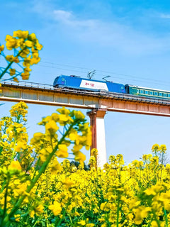 Chartered tour of Kunming, Yunnan + Luoping Canola Flower Sea one - day chartered tour