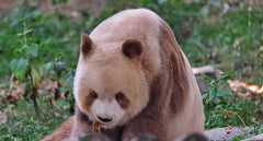Xi'an City to Qinling Giant Panda Research Center (Meet Qi Zai, the Brown Panda) Round Trip Private Car Day Tour