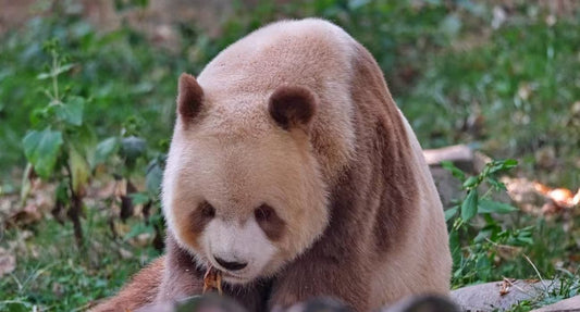 Xi'an City to Qinling Giant Panda Research Center (Meet Qi Zai, the Brown Panda) Round Trip Private Car Day Tour