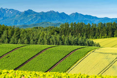 Hokkaido | Sapporo City - Furano - Lake Toya - Otaru Customized Private Car Day Tour