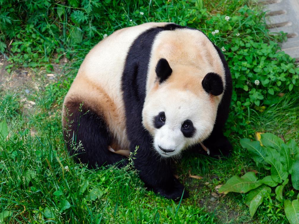 Private Car Tour: Chengdu Round Trip to Shenshuping Panda Base & Dujiangyan Irrigation System Day Tour