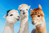 Seoul Private Car Charter to Seoul City - Seoul Suburb - Gangwon - do (Nami Island - Alpaca World - Sokch