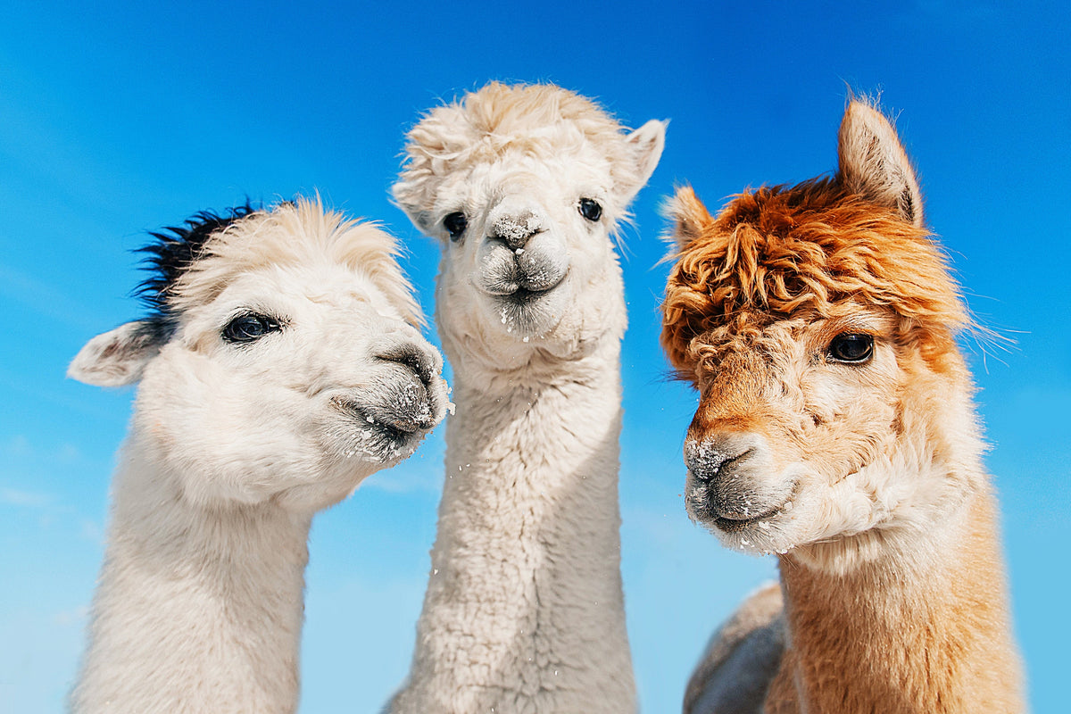 Seoul Private Car Charter to Seoul City - Seoul Suburb - Gangwon - do (Nami Island - Alpaca World - Sokch