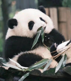 Private Car Tour: Sichuan Panda Base & Sanxingdui Museum Day Trip