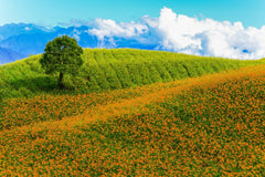Hualien Departure: Hualien Car Rental with Driver to Daylily Season - Chike Mountain - Sixty Stone Mounta