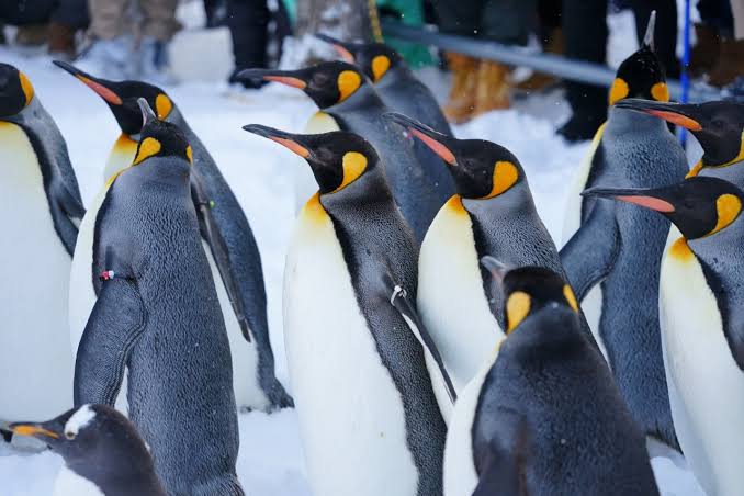Hokkaido: Customizable Private Car Charter Day Tour | Departs from Sapporo