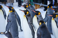 Hokkaido: Customizable Private Car Charter Day Tour | Departs from Sapporo