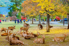 Nara Charter Car Customizable 1 - Day Trip (from Kyoto)